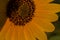 Macrophotography of Sunflowers, Disc and ray florets of Helianthus flowering plant
