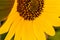 Macrophotography of Sunflowers, Disc and ray florets of Helianthus flowering plant