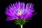 macrophotography of thistle flower with violet petals on black background.