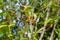 Macrophotography of wild berries, cherries, tree