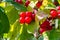 Macrophotography of wild cherries, berries on the vine