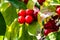 Macrophotography of wild cherries, berries on the vine