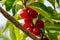 Macrophotography of wild cherries, berries on the vine