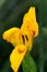 Macrophotography of a wild flower - Iris pseudacorus