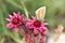 Macrophotography of a wild flower - Sempervivum arachnoideum