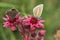 Macrophotography of a wild flower - Sempervivum arachnoideum