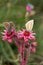 Macrophotography of a wild flower - Sempervivum arachnoideum