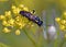 Macrophya montana is a sawfly (order Hymenoptera, family Tenthredinidae), Greece