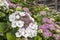 Macrophylla Hydrangea lace cap violet flowers close-up.