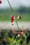 Macroptilium lathyroides (phasey bean). The plant spreads readily from seed under moist conditions