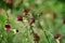 Macroptilium lathyroides (phasey bean). The plant spreads readily from seed under moist conditions