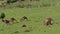 Macropus giganteus - Eastern Grey Kangaroo  living, feeding and jumping in Australia. The flock of the kangaroos feed on the grass