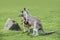 Macropus giganteus - Eastern Grey Kangaroo marsupial found in eastern third of Australia, also known as the great grey kangaroo