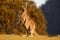 Macropus giganteus - Eastern Grey Kangaroo marsupial found in eastern third of Australia, with a population of several million. It