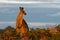 Macropus giganteus - Eastern Grey Kangaroo marsupial found in eastern third of Australia, with a population of several million. It