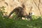 Macropus rufus - Red Kangaroo - grazing on green grass in the pocket has a kangaroo cub