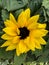 Macroshot of a bright yellow flower