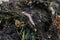 Macroshot of earthworms in soil Eisenia fetida