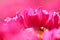 Macroshot for pink daisy