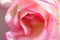 Macroshot for pink rose