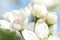 Macroshot for white pear flowers
