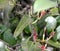 Macrosolen capitellatus, parasitic shrub of deciduous forests