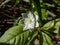 Macsro shot of the chickweed-wintergreen or arctic starflower Lysimachia europaea or Trientalis europaea - the solitary white