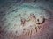 Maculated flounder (Bothus maculiferus) close-up in the Carribbean, Roatan, Bay Islands, Honduras