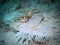Maculated flounder (Bothus maculiferus) close-up in the Carribbean, Roatan, Bay Islands, Honduras