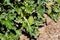 mad, squirting cucumber. Ecballium elaterium, Echinocystis lobata, echinata. an annual plant of the Cucurbitaceae family