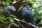 Madagascan blue pigeon with deep red tail, blue head iwith a large red patch of bare skin around the yellow eye