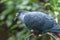 Madagascan blue pigeon in Walsrode Bird Park. Alectroenas madagascariensis