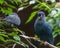 Madagascan blue pigeon in Walsrode Bird Park, Germany