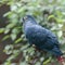 Madagascan blue pigeon. Walsrode Bird Park, Germany. Alectroenas madagascariensis