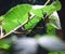 Madagascan Blue stick insect