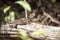 Madagascan collared iguana, Oplurus Cuvier, is abundant in the reserve Tsingy Ankarana, Madagascar