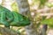 Madagascan green chameleon
