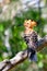 Madagascan hoopoe Madagascar wildlife bird