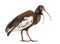 Madagascan ibis, Lophotibis cristata, isolated on white