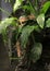 Madagascan leaf gecko in tree, madagascar, africa