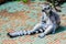 Madagascan lemur