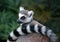 Madagascan Lemur wrap