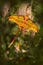 Madagascan moon moth with big cocoon in green vegetatin. Comet moth, Argema mittrei, big yellow butterfly in the nature habitat,
