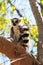 Madagascan ring-tailed lemur