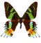 Madagascan sunset moth Chrysiridia rhipheus butterfly isolated