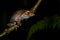 Madagascan Treefrog - Boophis madagascariensis