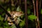 Madagascan Treefrog, Boophis madagascariensis, frog from Andasibe-Mantadia National Park, Madagascar wildlife