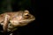 Madagascan Treefrog, Boophis madagascariensis, frog from Andasibe-Mantadia National Park, Madagascar wildlife