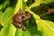 Madagascan Treefrog, Boophis madagascariensis, frog in Ranomafana national park, Madagascar wildlife