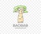 Madagascar african baobab, national park and savannah, nature, trees and plant, colored graphic design